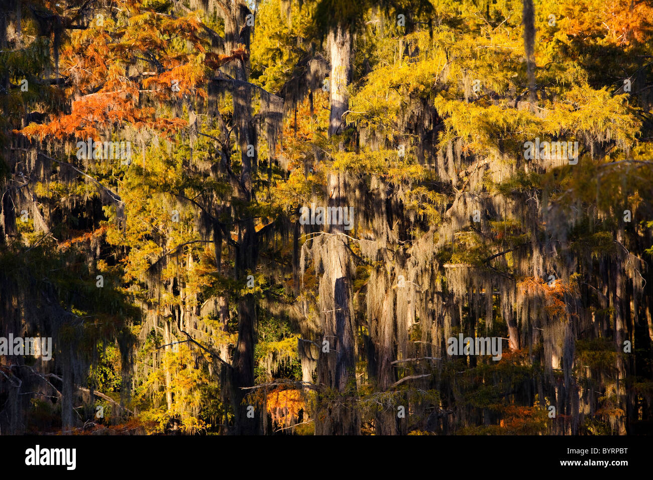 Bald cypress trees, Cypress Swamp, Caddo Lake, Texas and Louisiana, USA