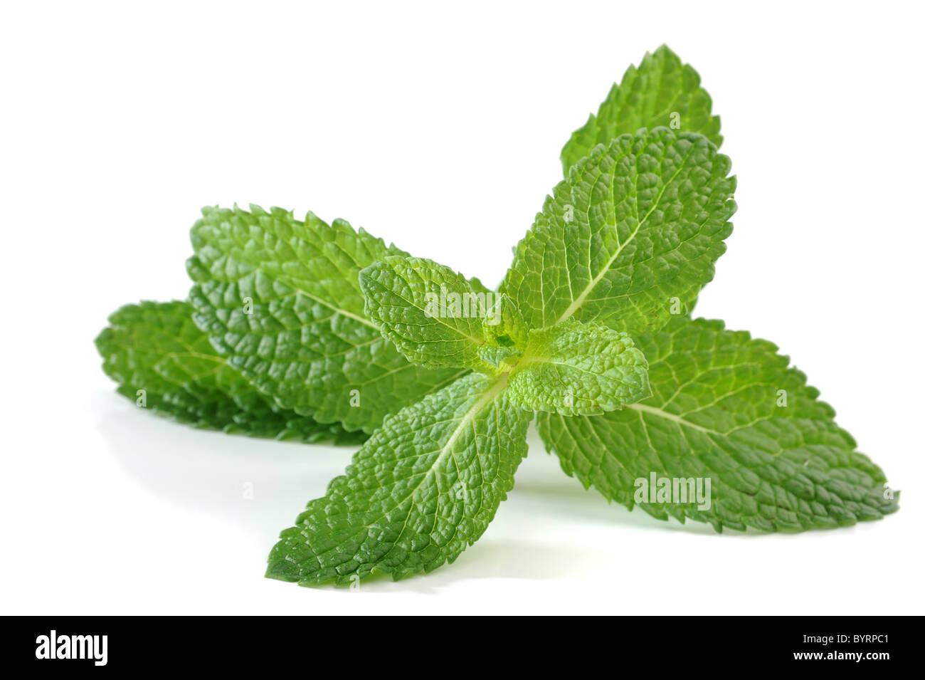 Image of fresh mint on white background Stock Photo