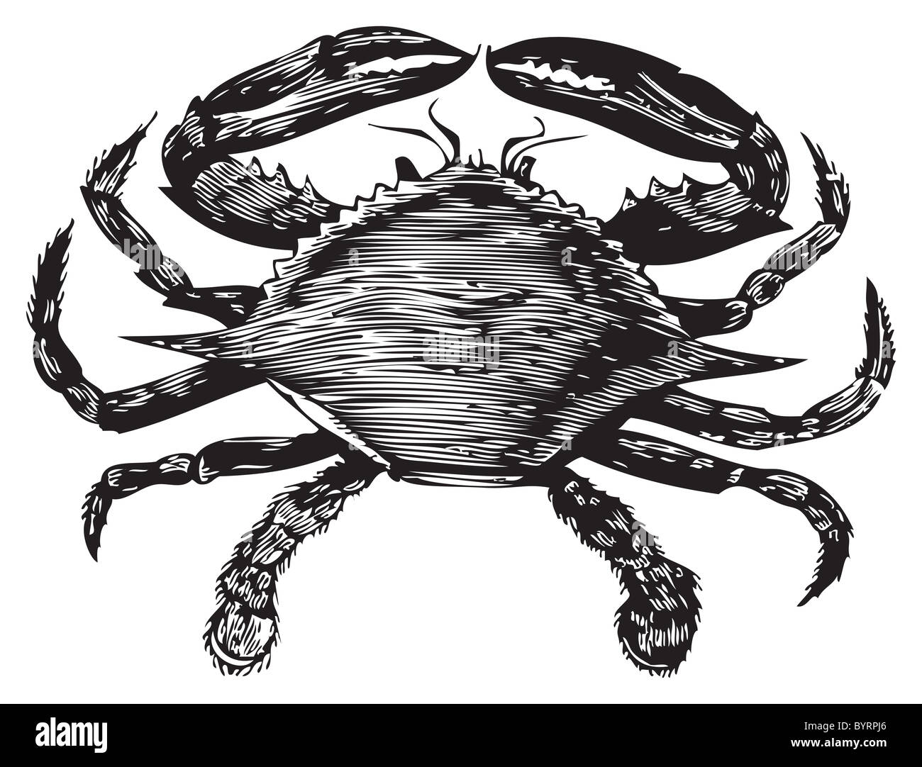 Old engraving from Trousset Encyclopedia of a blue crab, black and white, vectorized using live trace. Stock Photo