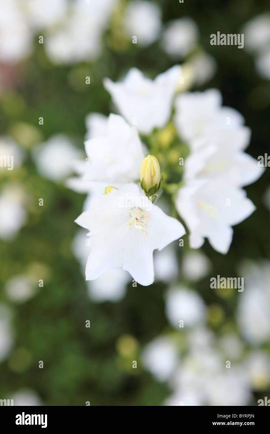 White bell-flower on the summer meadow. High key selective soft focus