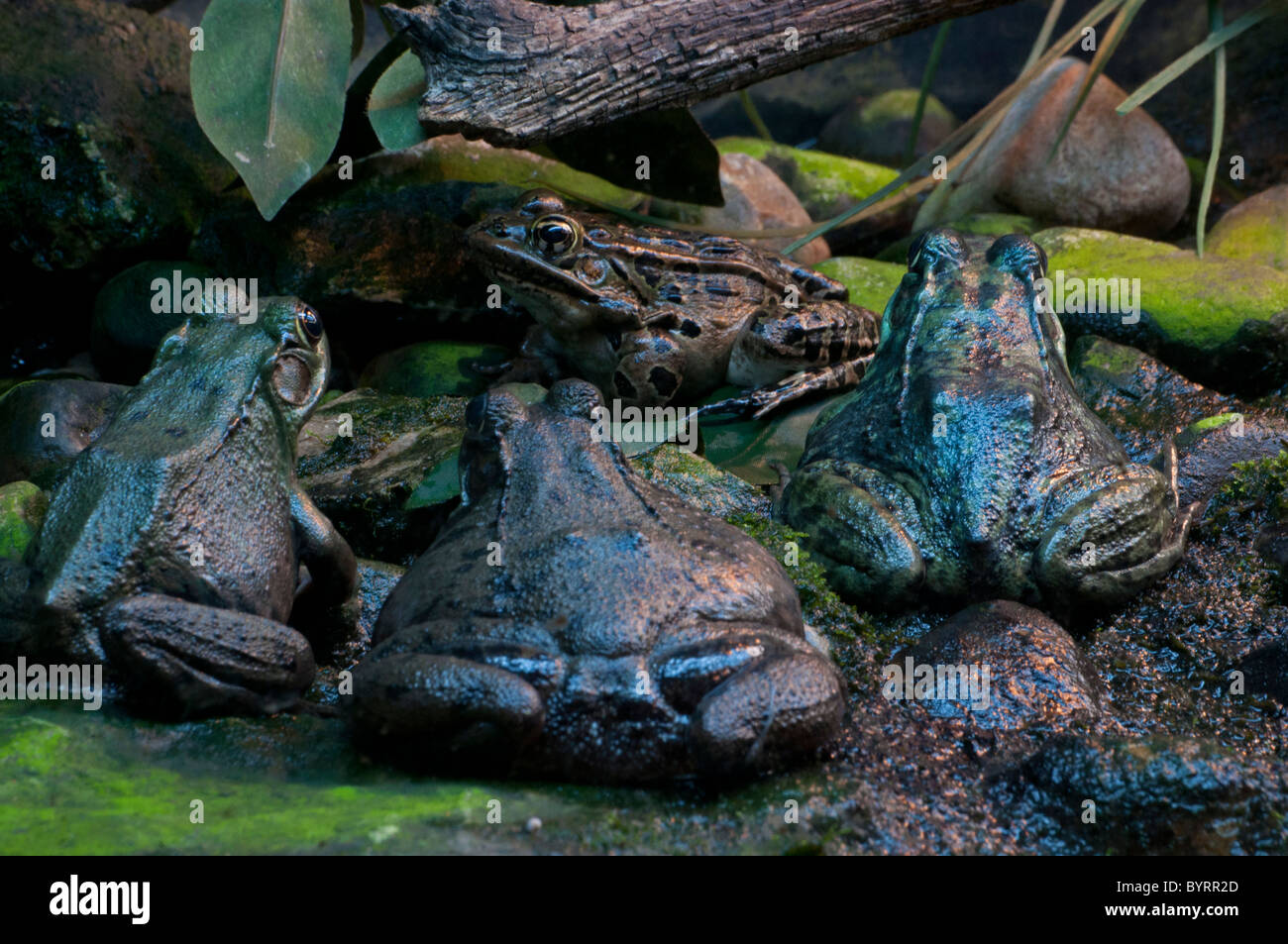 Three Green frogs meet a Leopard Frog. Stock Photo