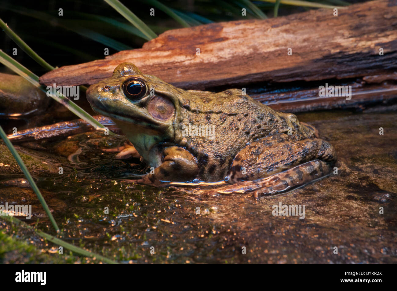 Close-up of a Green Frog. Stock Photo