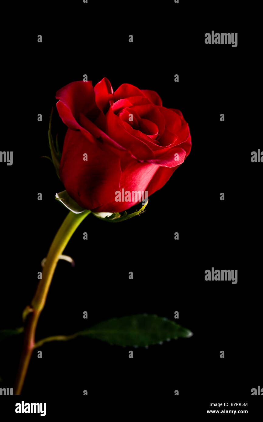 single red rose on black background Stock Photo - Alamy