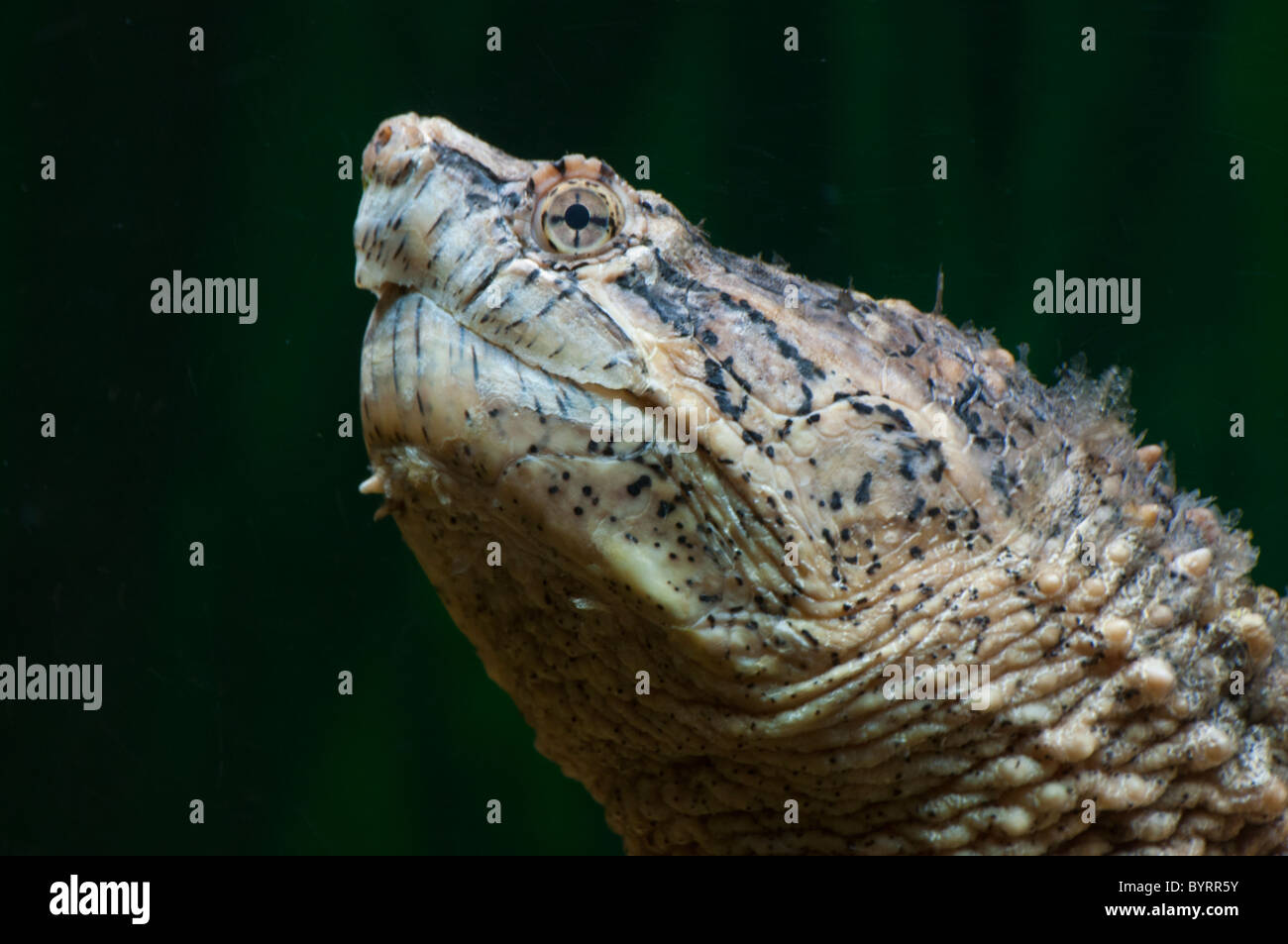 Close-up of a Common Snapping Turtle. Stock Photo