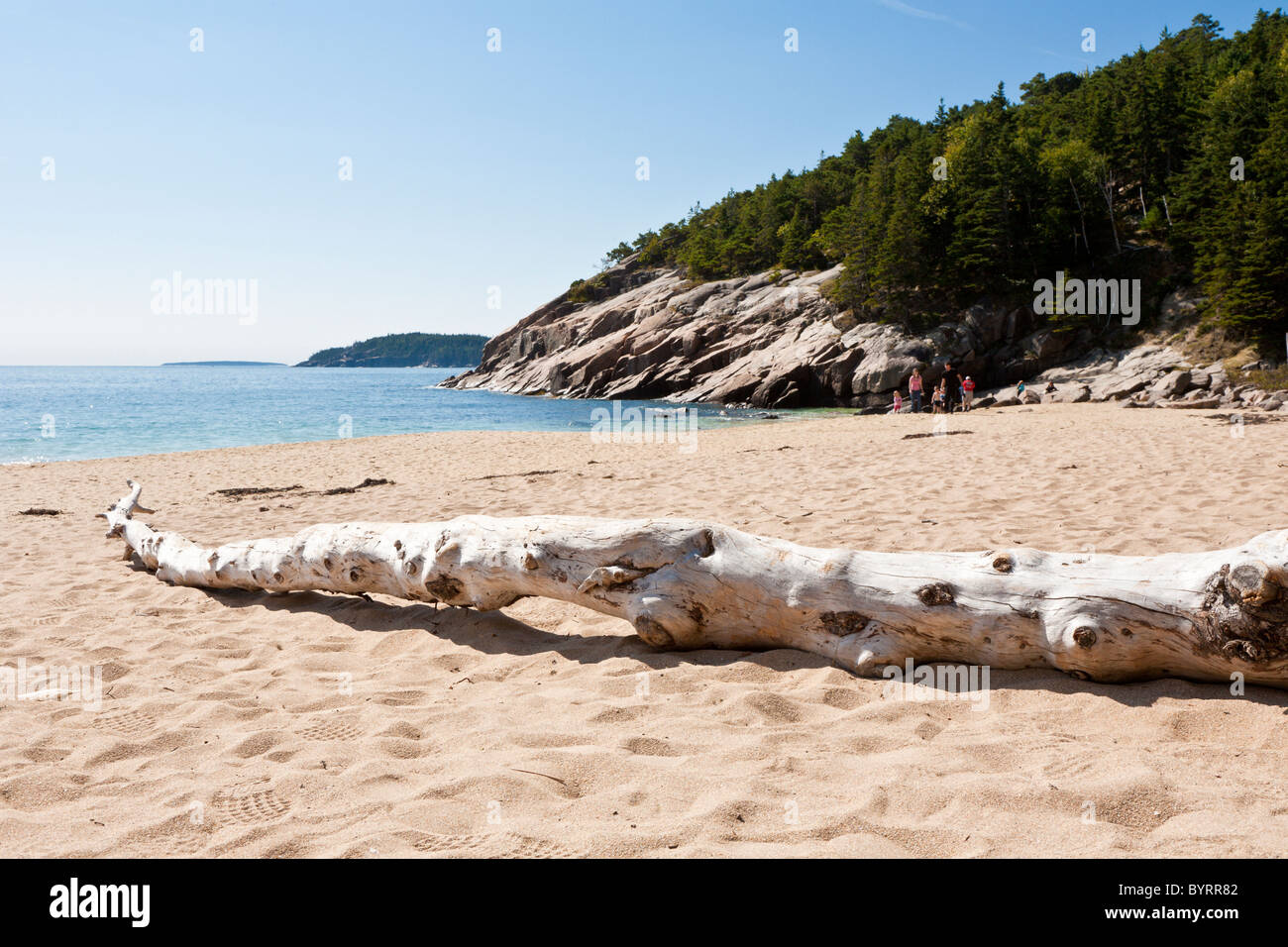 Fallen tree log on Sand Beach in Acadia National Park near Bar Harbor, Maine Stock Photo