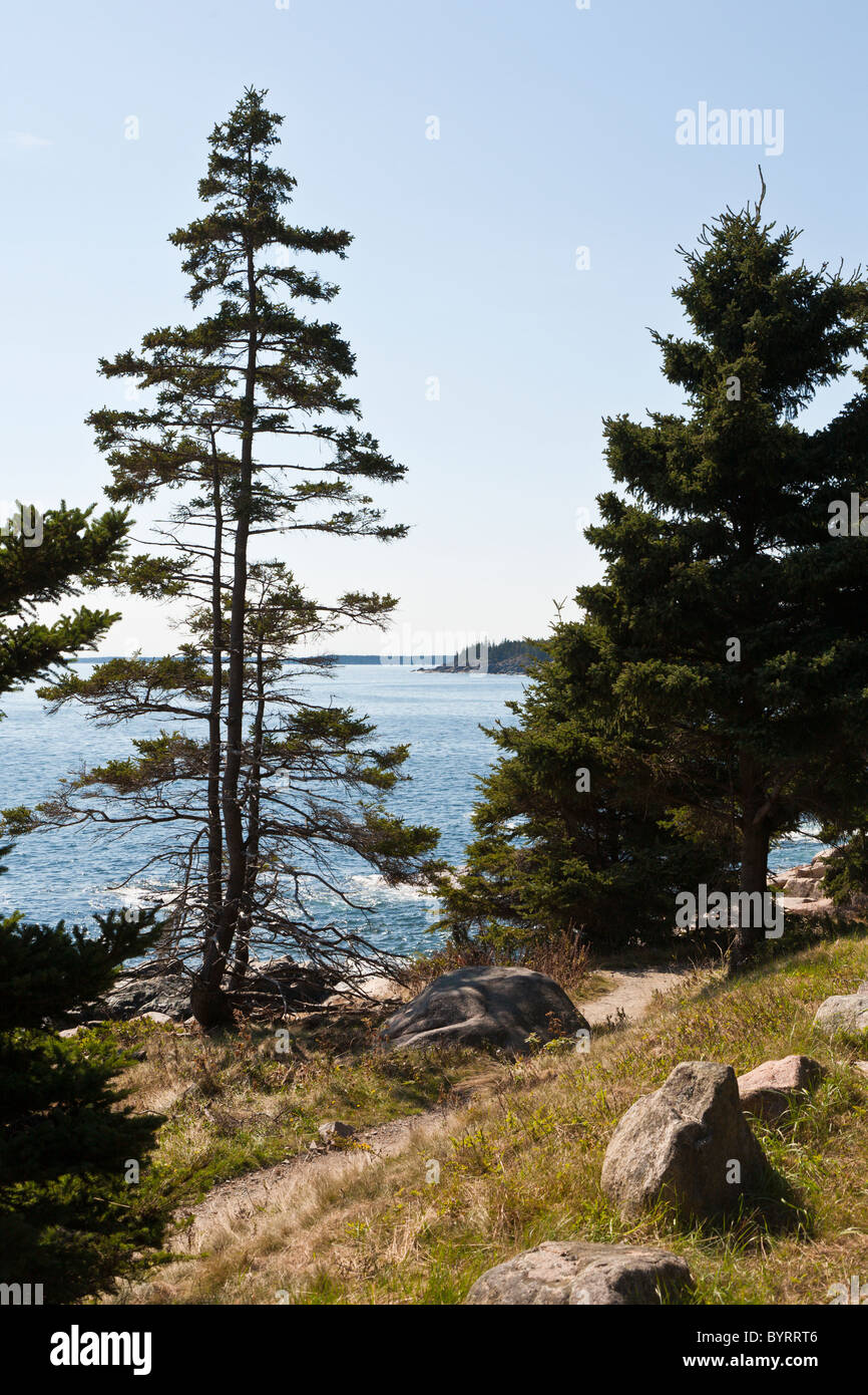 Evergreen trees along rocky coastline near Thunder Hole in Acadia National Park near Bar Harbor, Maine Stock Photo