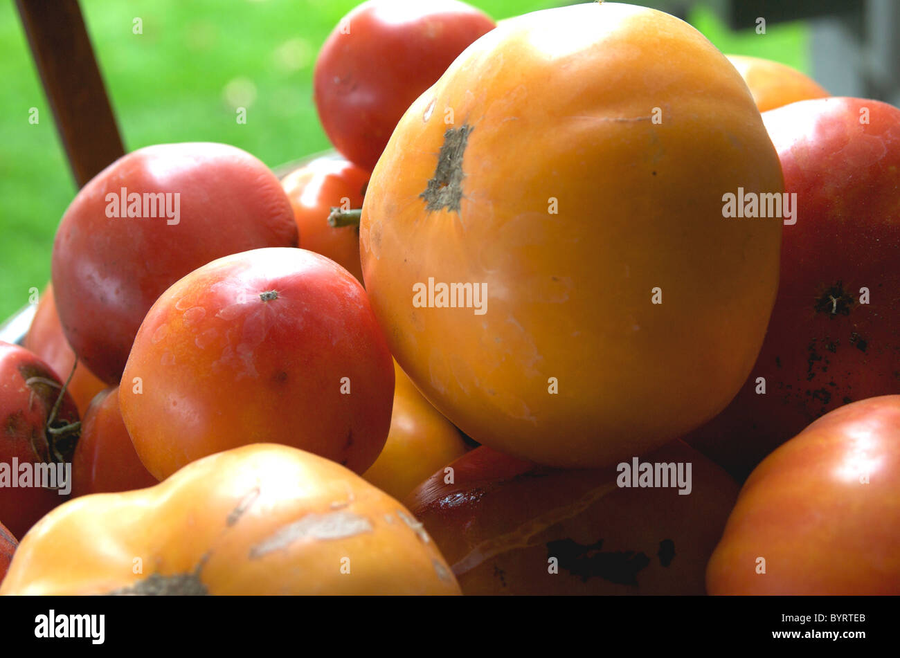 Basket of garden fresh red and yellow tomatoes Stock Photo - Alamy