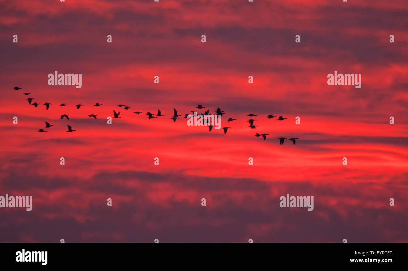 flock-of-geese-in-flight-against-a-dramatic-red-sky-at-burnham-overy