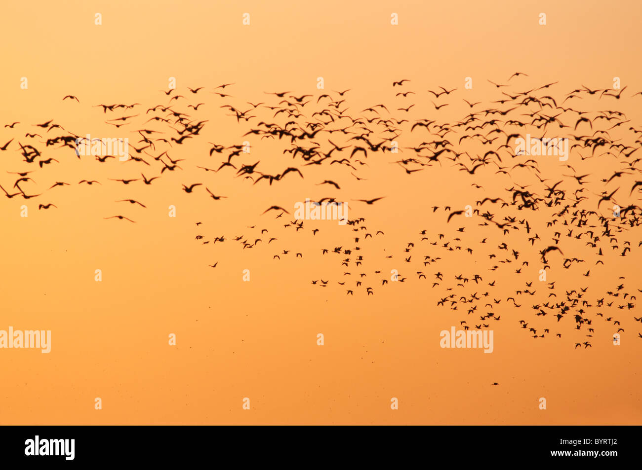 Hundreds of Geese take to the Dawn Sky at Burnham Overy, Norfolk Stock Photo