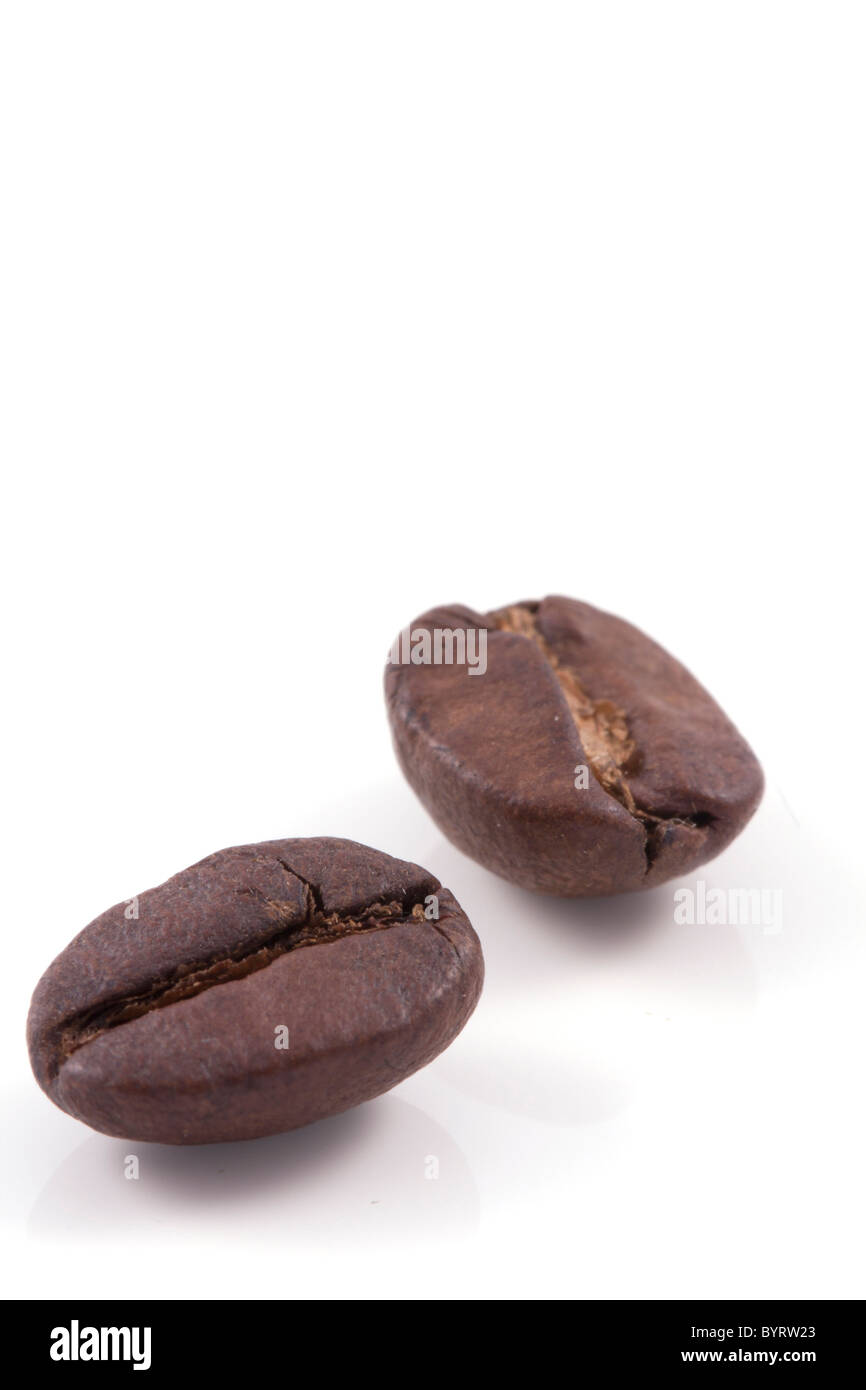 close up of two dark roasted fair trade coffee beans isolated on a ...