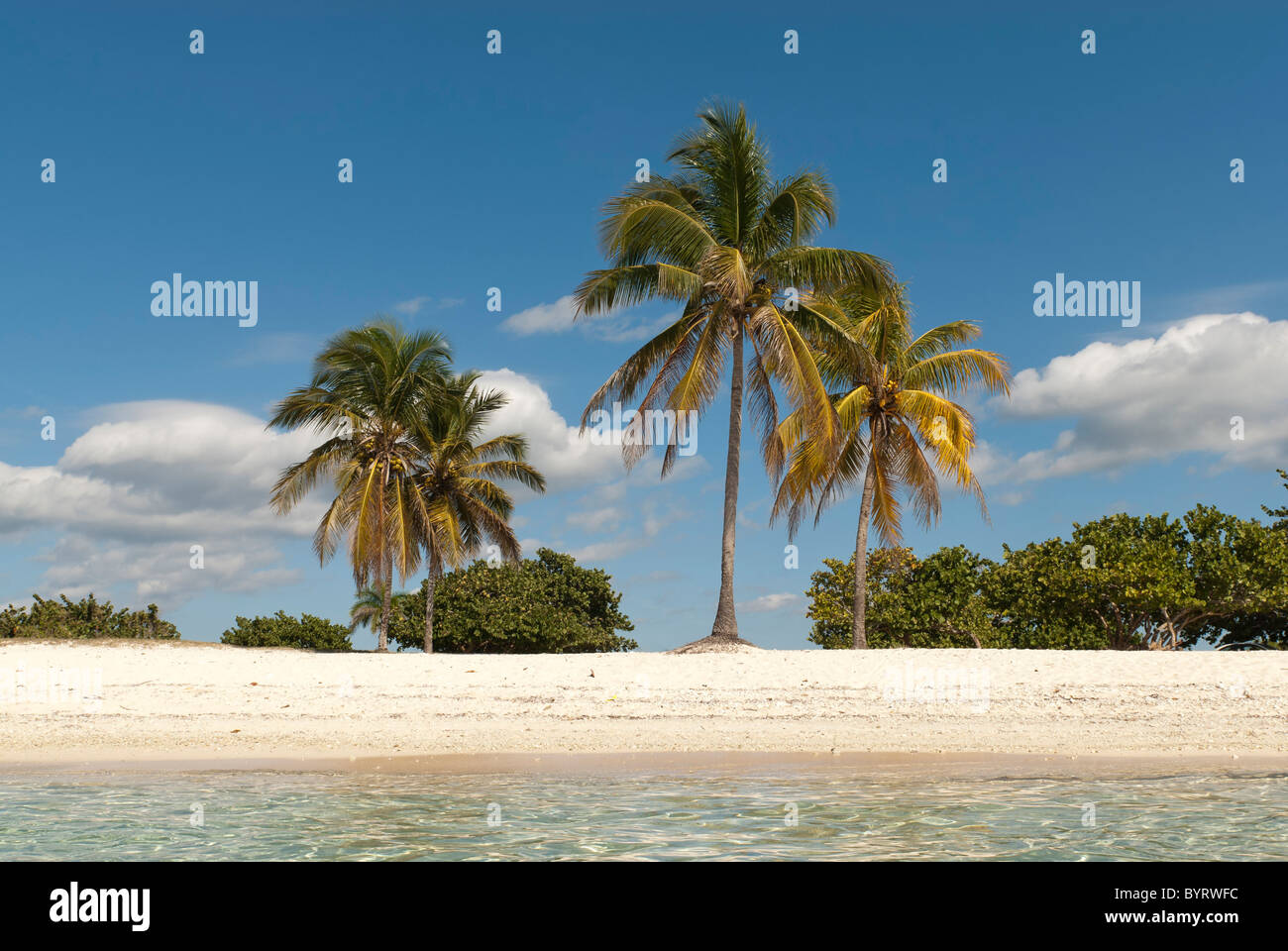 Playa Giron. Caribbean beach with palm trees and white sand, Cuba, Caribbean Stock Photo