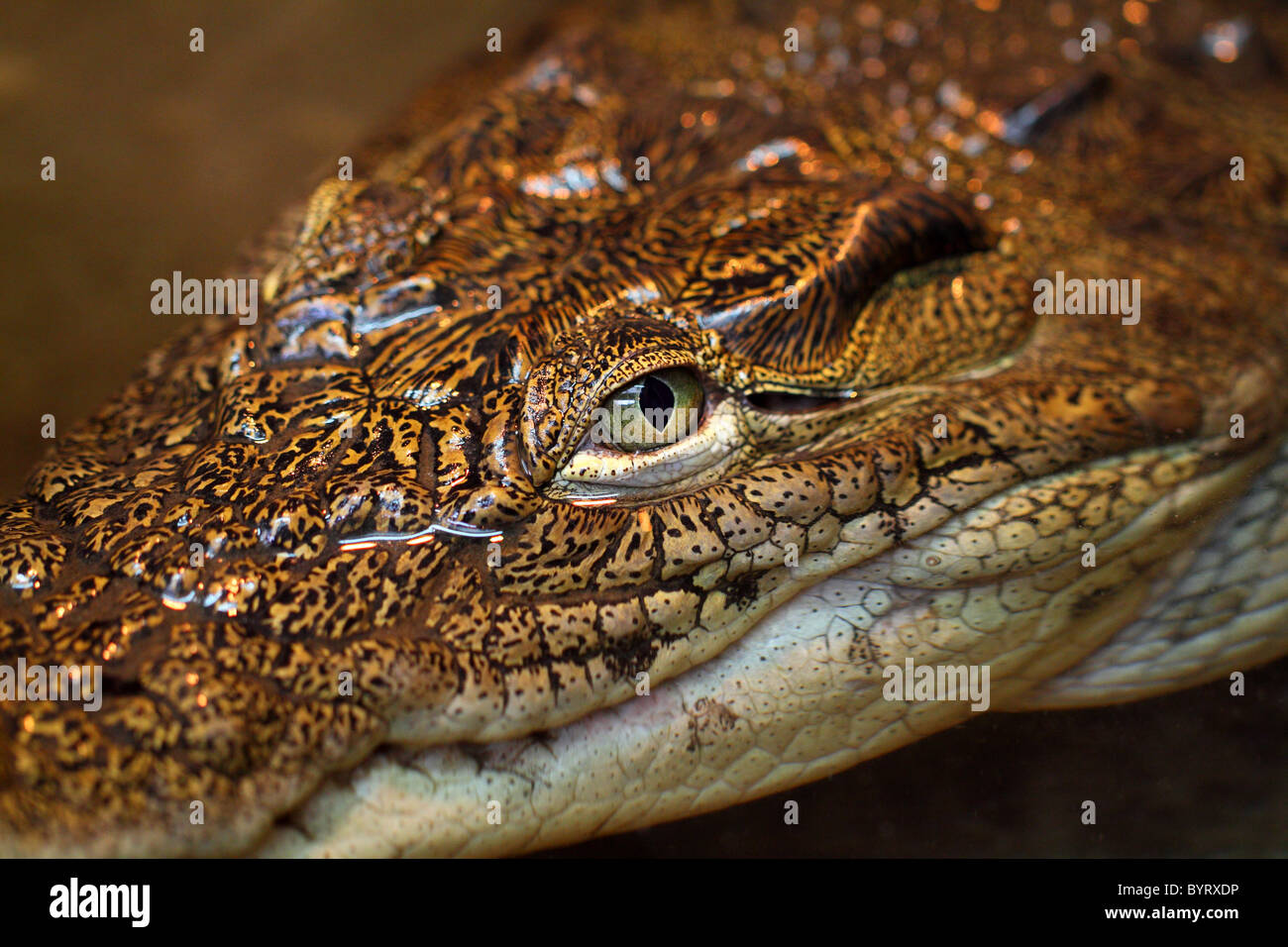 Crocodile dangerous reptile danger hazard Crocodylus niloticus Stock Photo
