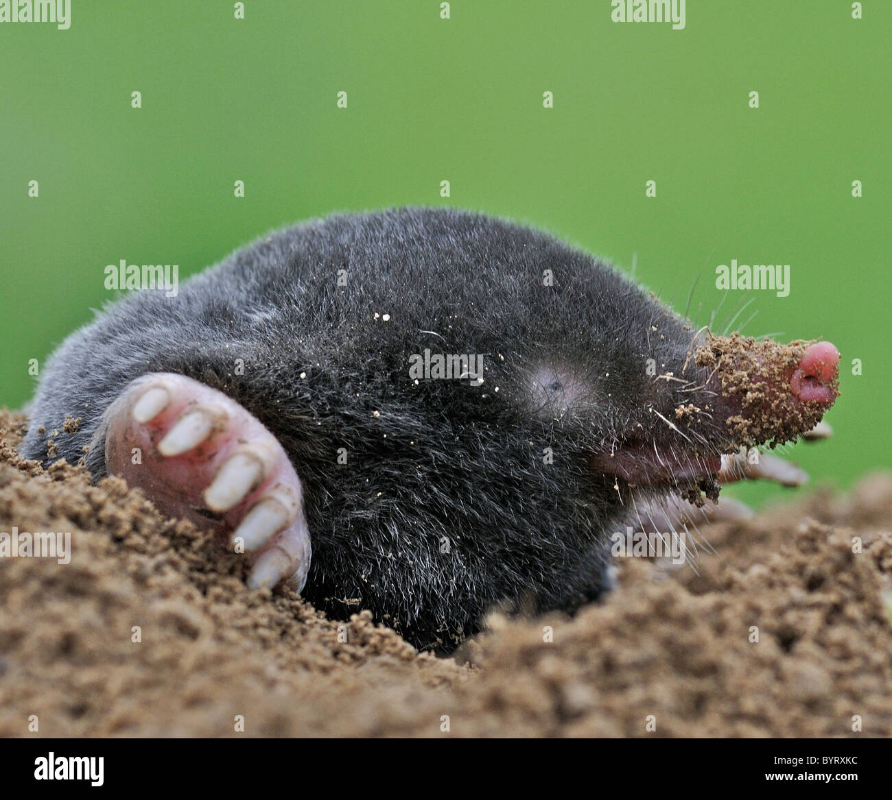 A mole. MOLE Common Mole (Talpa europaea) Common mammal but rarely seen the mole spends most of its life below ground Stock Photo
