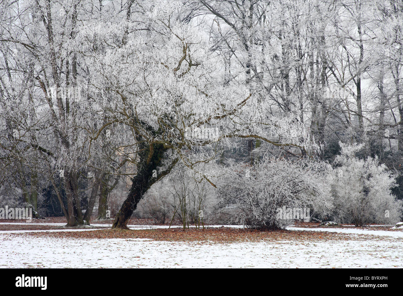 Hoar frost covered tree frosty chilly cool frozen cold Stock Photo - Alamy