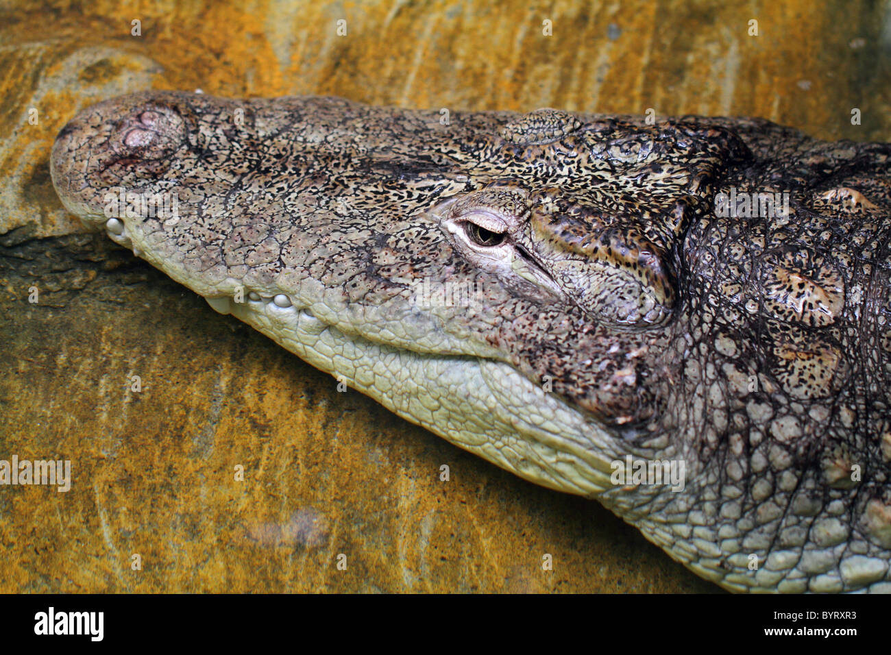 Crocodile dangerous reptile danger hazard Crocodylus niloticus Stock Photo