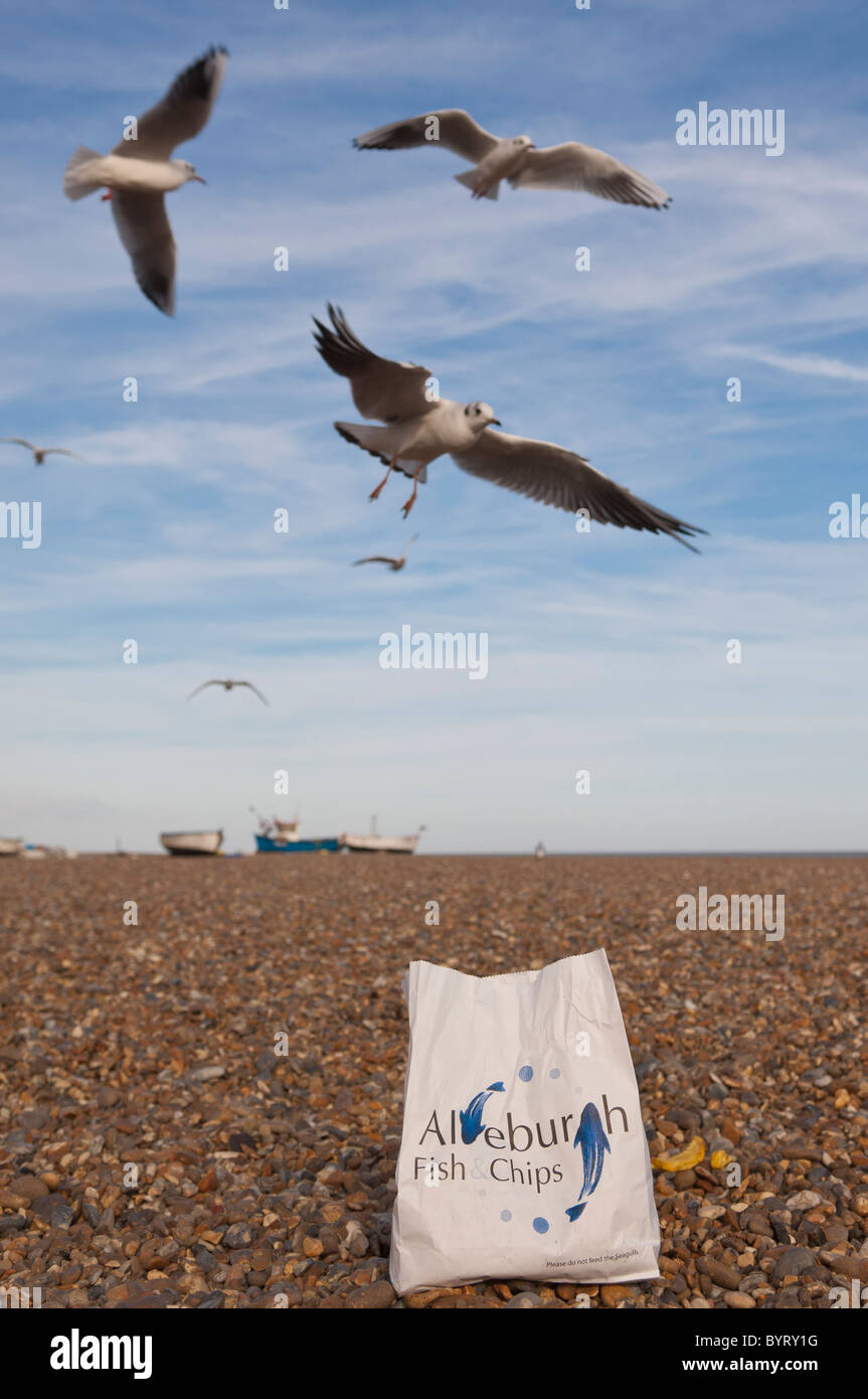 Seagulls after chips with focus on the chip bag at Aldeburgh beach , Suffolk , England , Britain , Uk Stock Photo