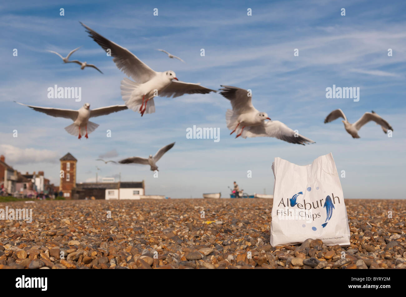 Seagulls after chips with focus on the chip bag at Aldeburgh beach , Suffolk , England , Britain , Uk Stock Photo