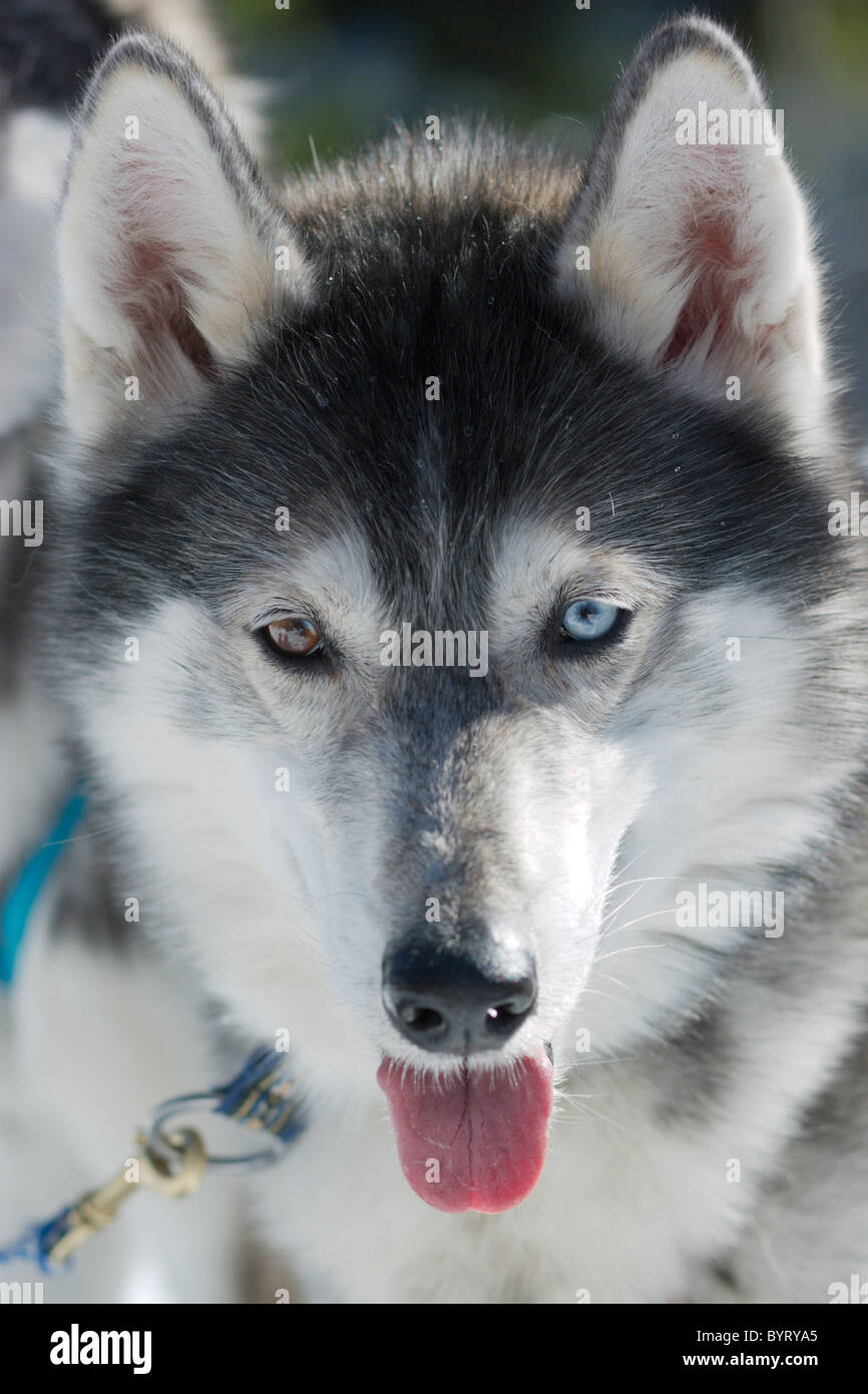 Sledge dog, Siberian Husky Stock Photo