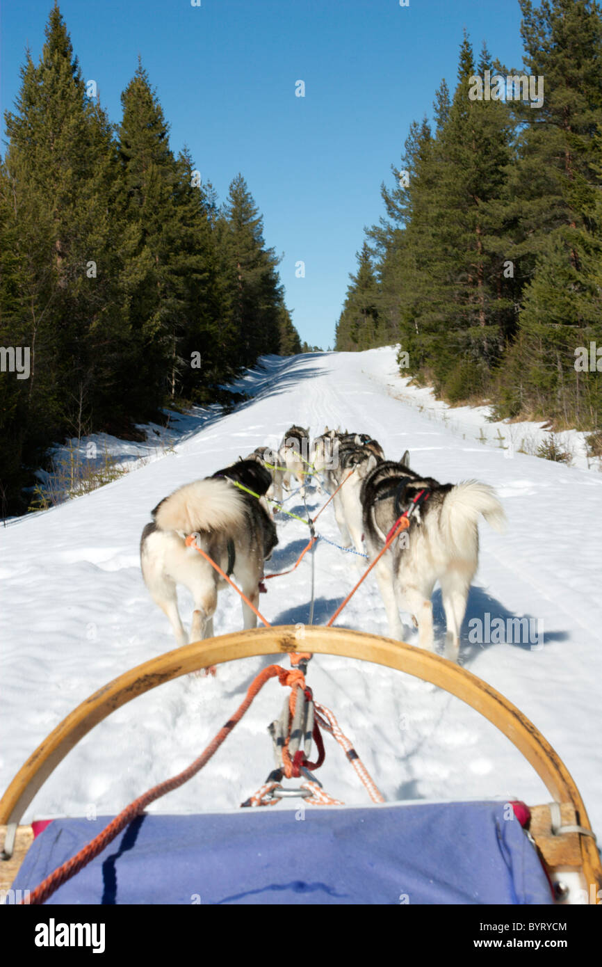 Sledge Dog, Siberian Husky Stock Photo - Alamy