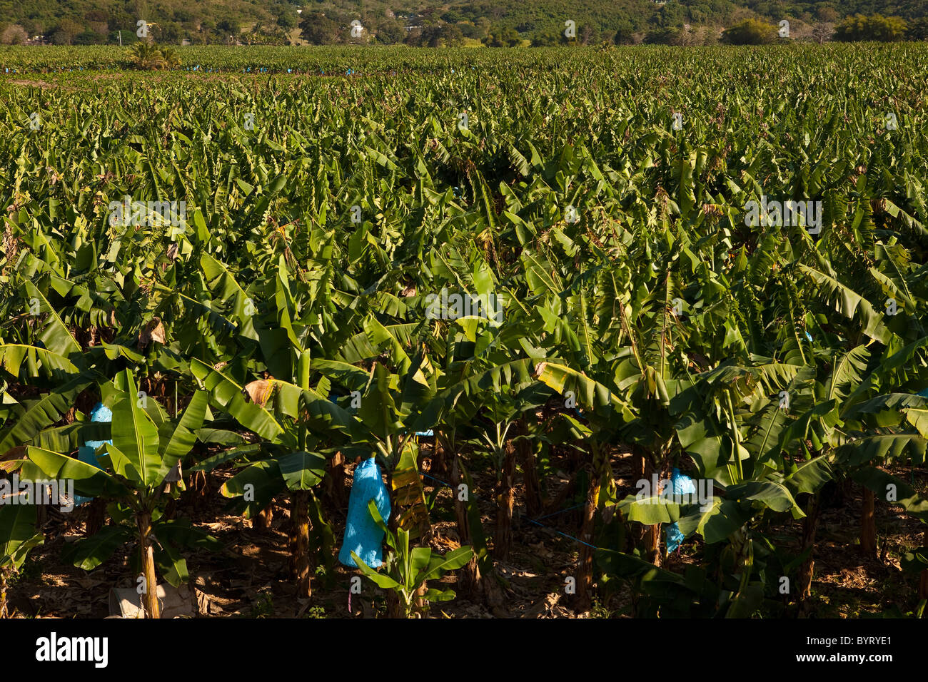 Banana plantation in Puerto Rico Stock Photo Alamy
