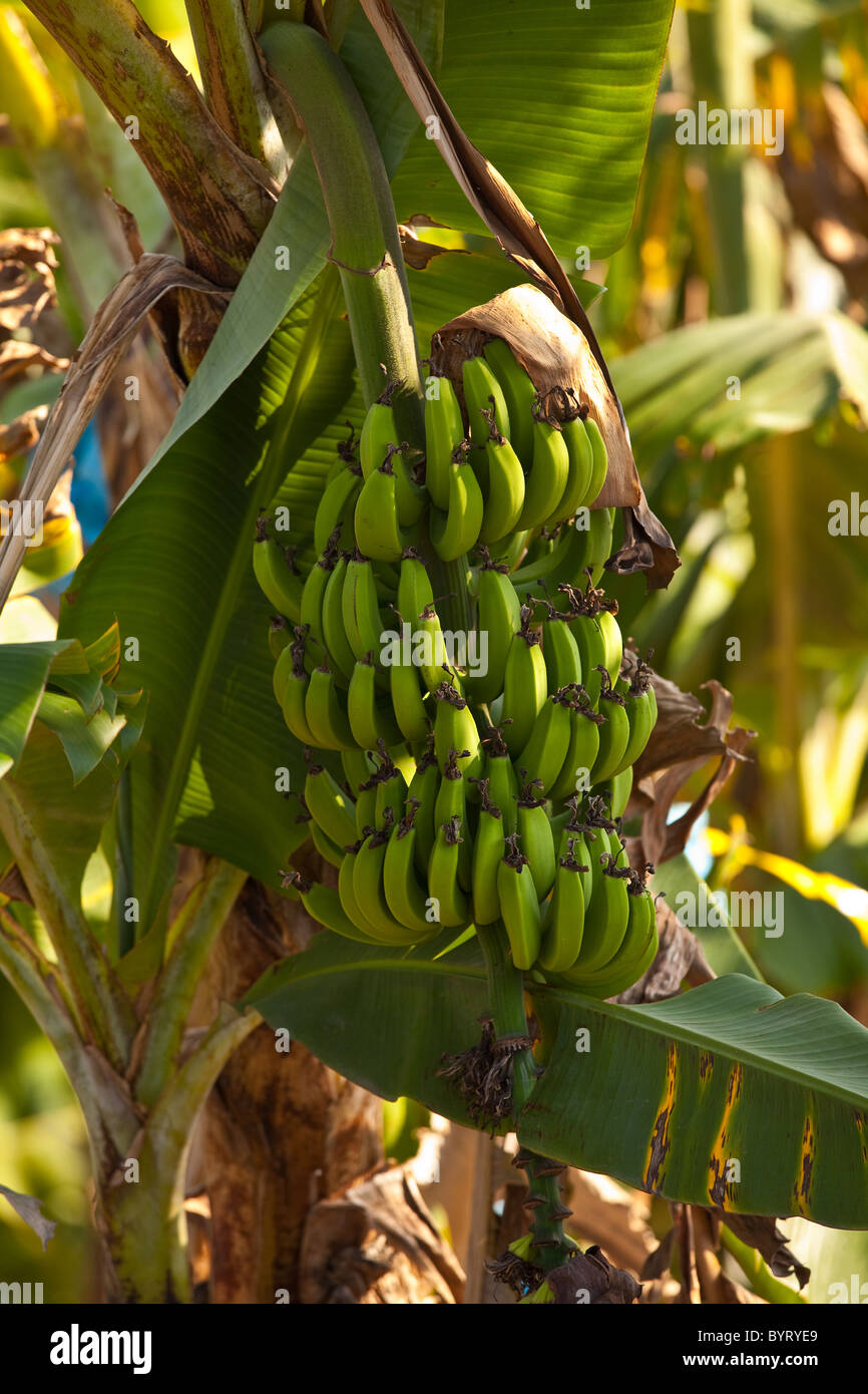 Closeup of Bananas growing in Puerto Rico Stock Photo Alamy