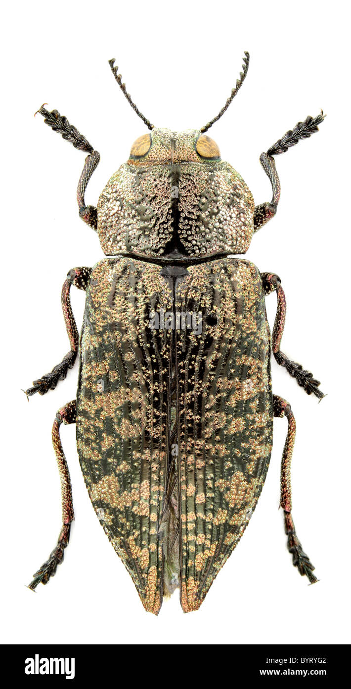 Poecilonota variolosa isolated on a white background Stock Photo Alamy