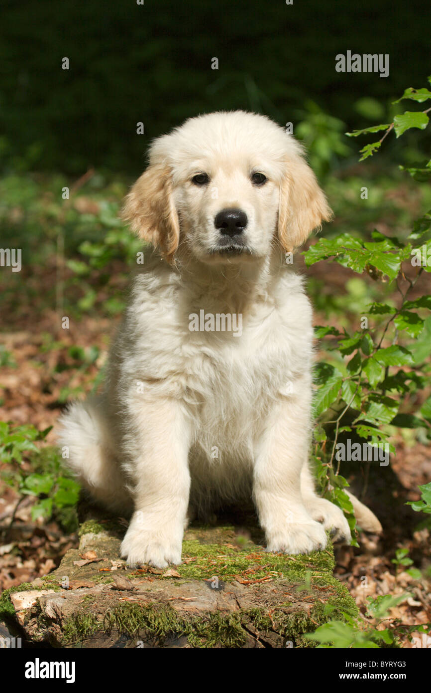 Golden Retriever puppy Stock Photo