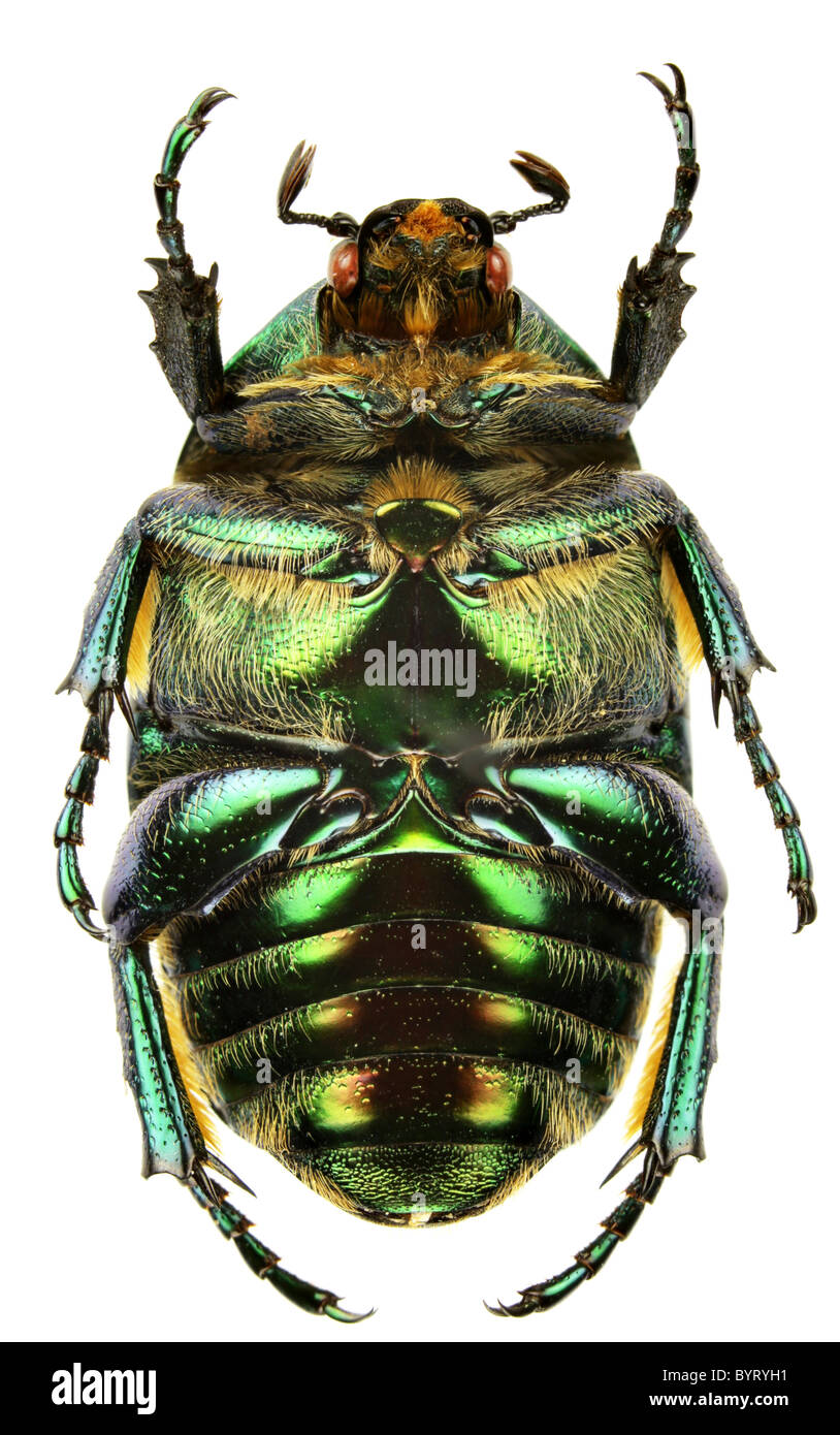 Protaetia High Resolution Stock Photography and Images Alamy