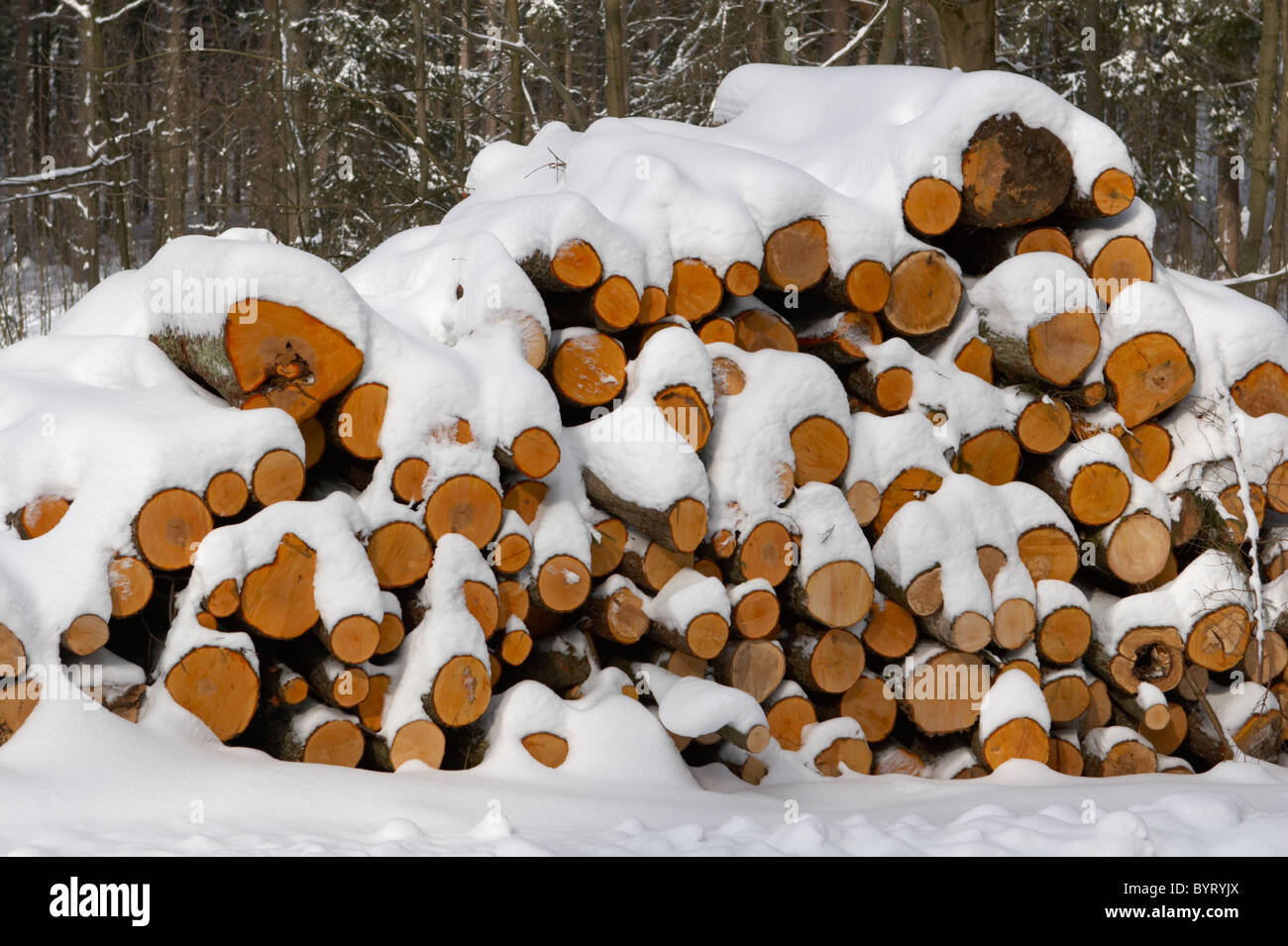 Snow covered stack of wood Stock Photo