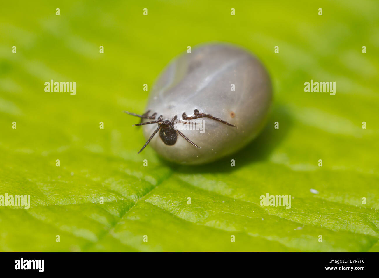 Tick / Ixodida Stock Photo Alamy