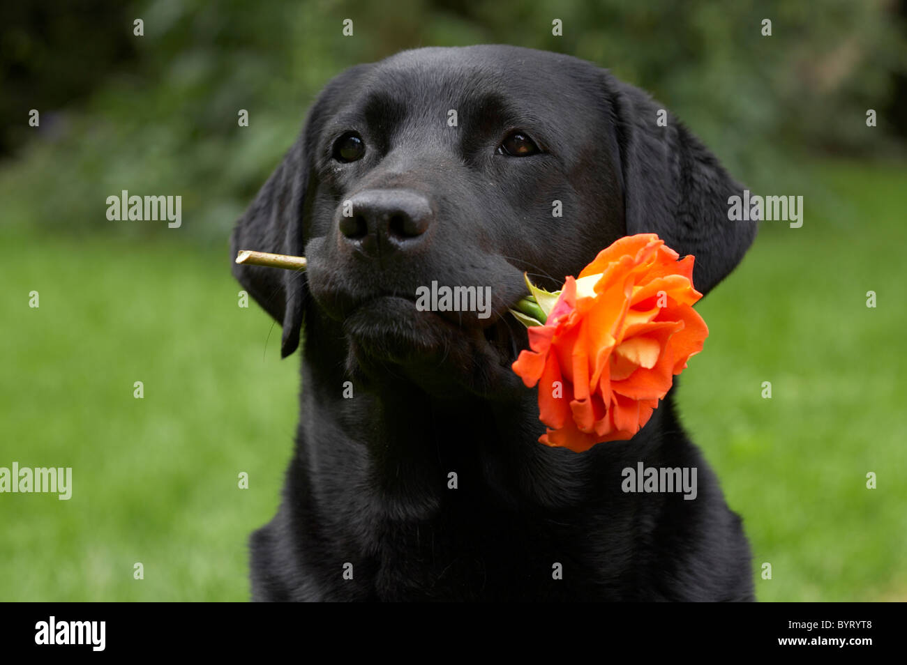 Labrador Retriever with a rose Stock Photo