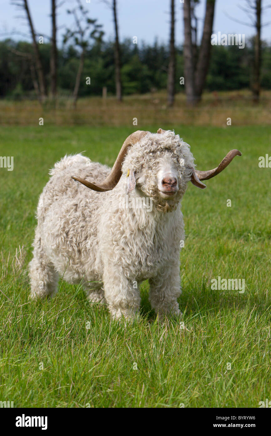 Mohair goat - Angora goat Stock Photo