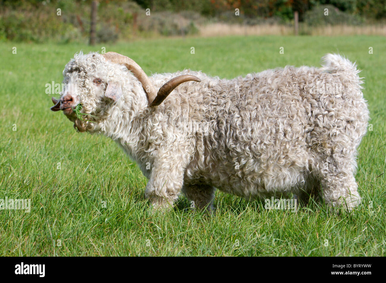 Mohair goat Angora goat Stock Photo Alamy