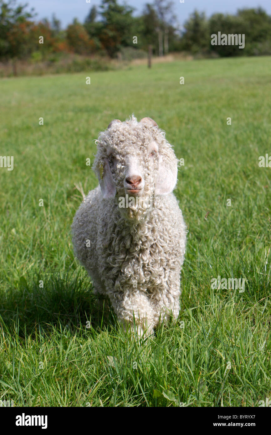 Mohair goat - Angora goat Stock Photo