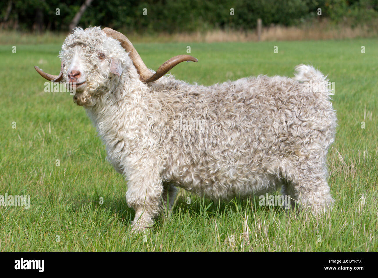 Mohair goat - Angora goat Stock Photo