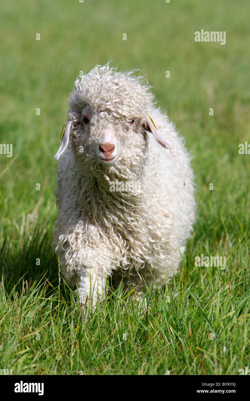 Mohair goat Angora goat Stock Photo Alamy