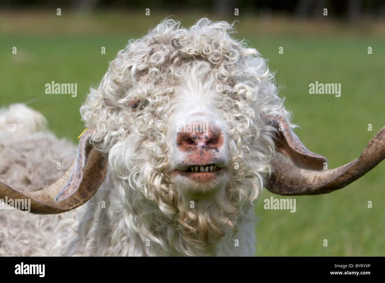 Portrait of a mohair goat - Angora goat Stock Photo