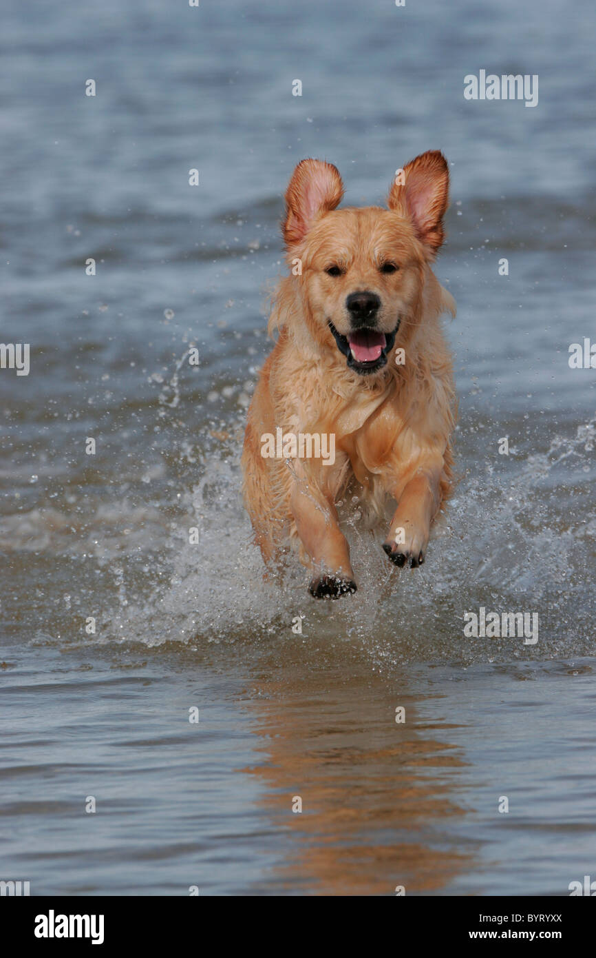 Golden Retriever dog running in a lake Stock Photo