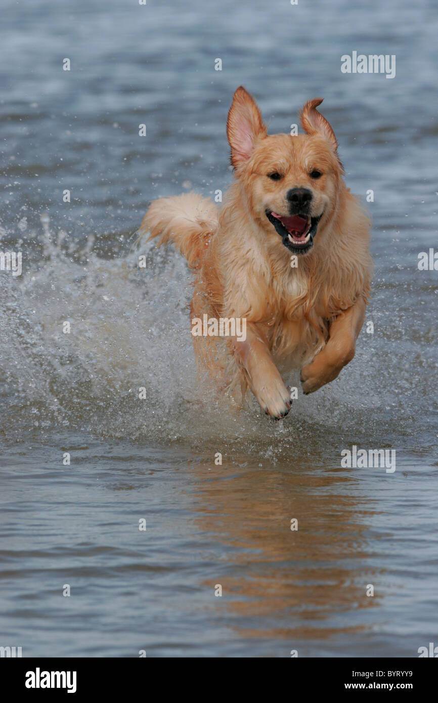 Golden Retriever dog running in a lake Stock Photo