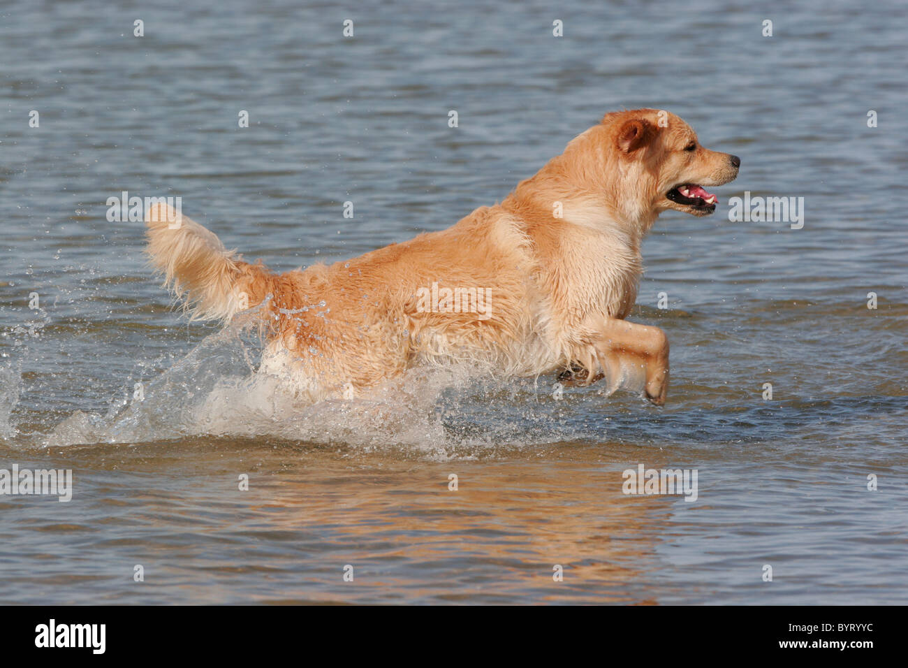 Golden Retriever dog running in a lake Stock Photo