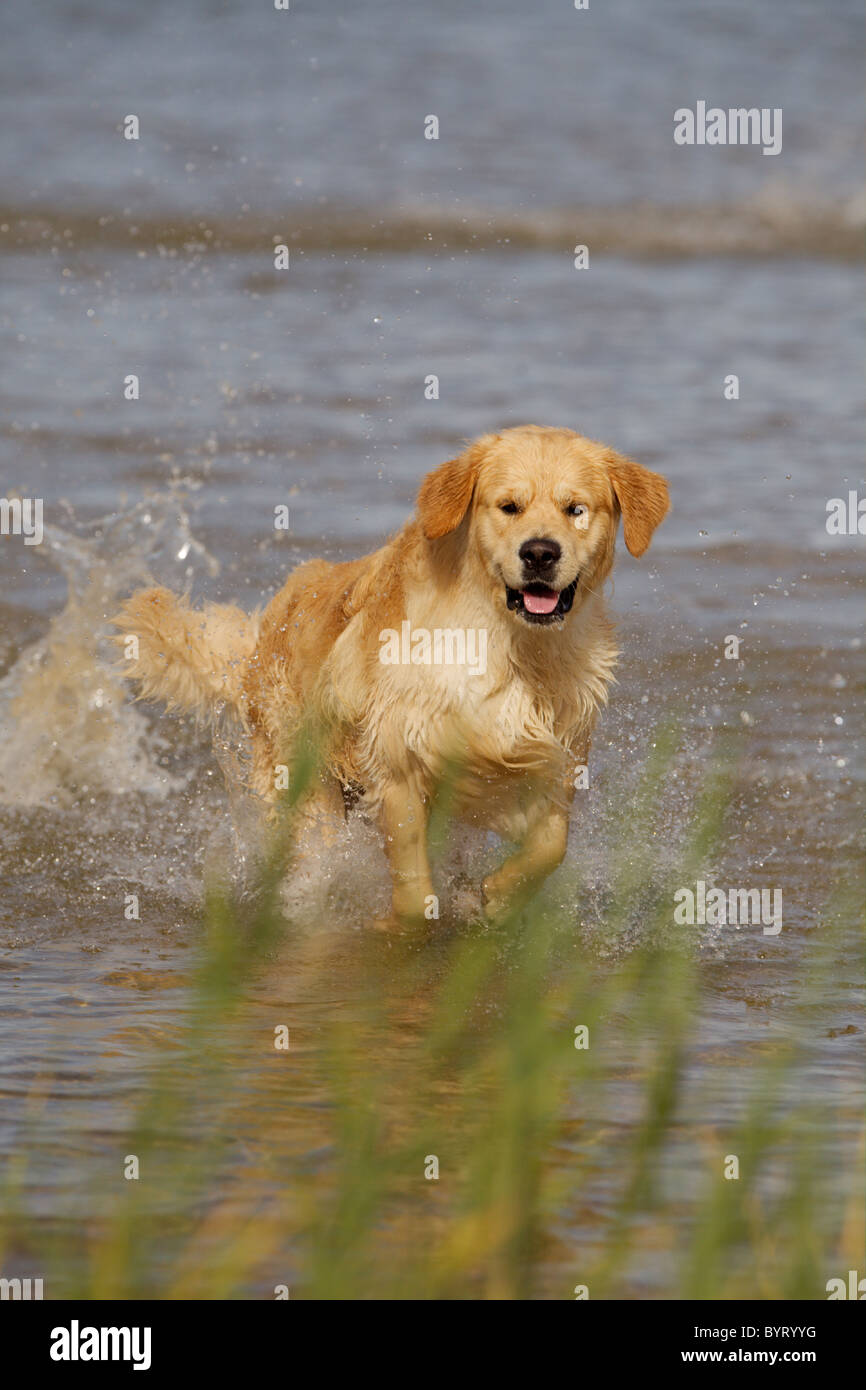 Golden Retriever dog running in a lake Stock Photo