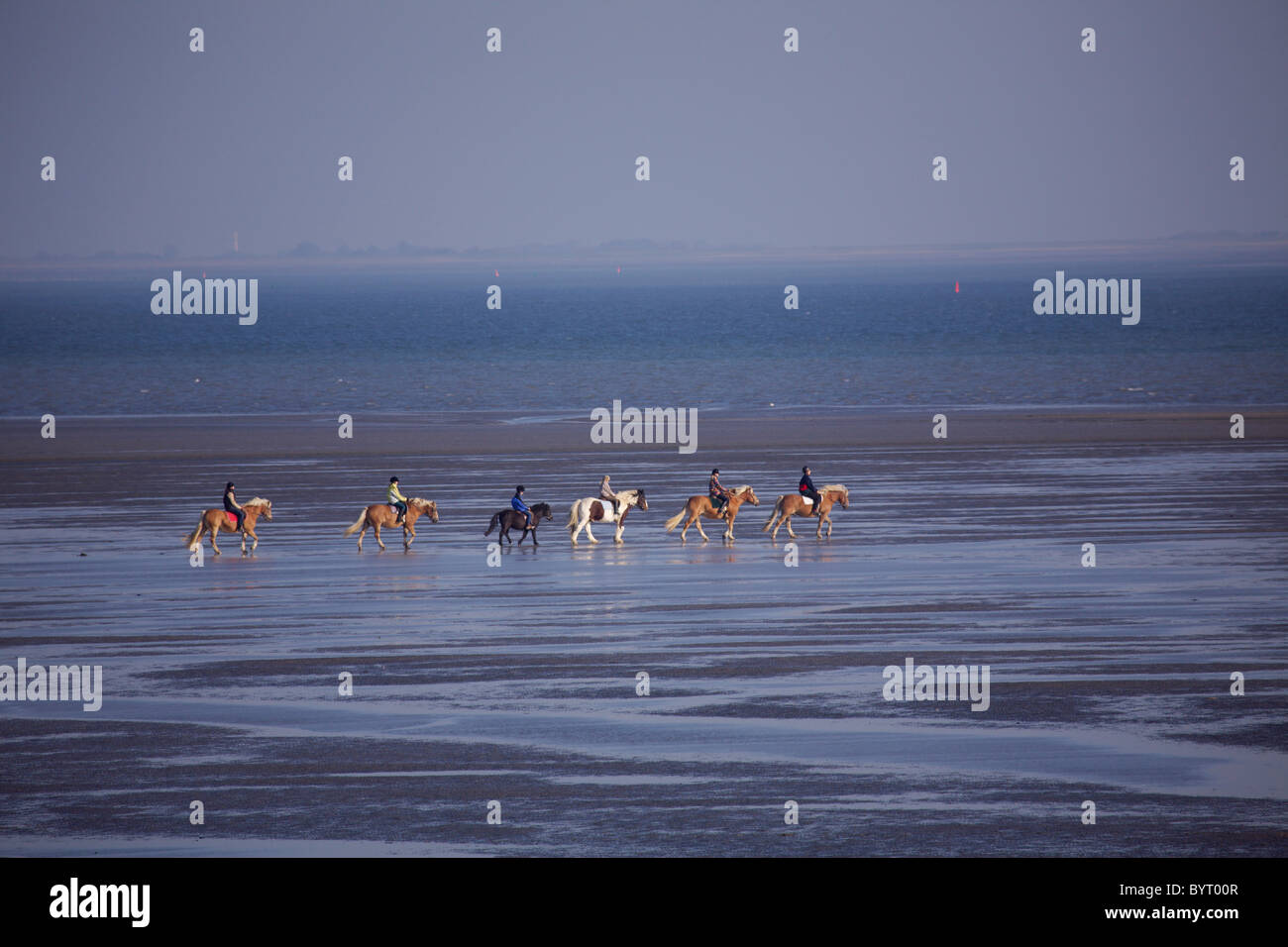 Wadden Sea with horses Stock Photo