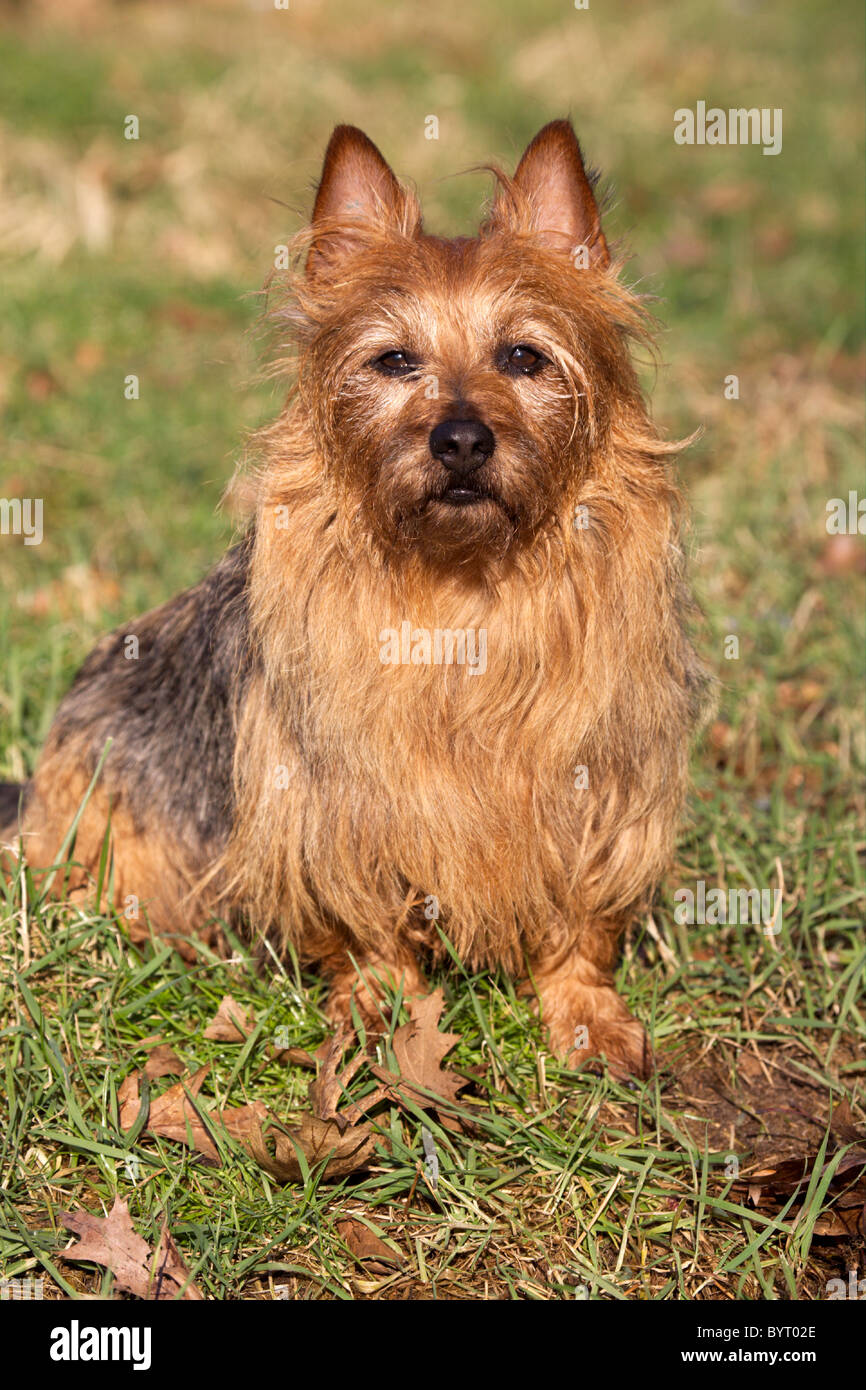 Australian Terrier Stock Photo