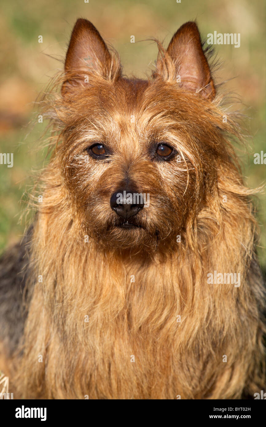 Australian Terrier Stock Photo