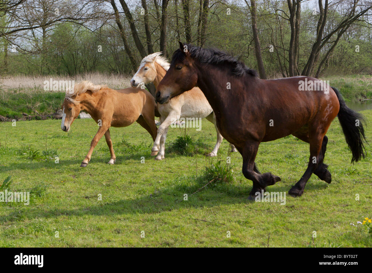 Galloping horses Stock Photo