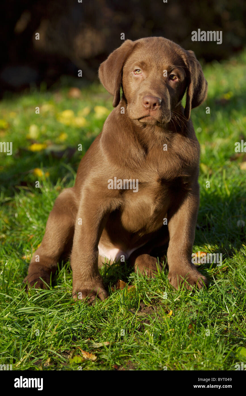 Brown Labrador Retriever puppy Stock Photo