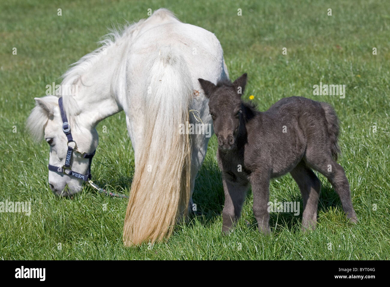 Shetland Pony mare with 3 days old foal Stock Photo