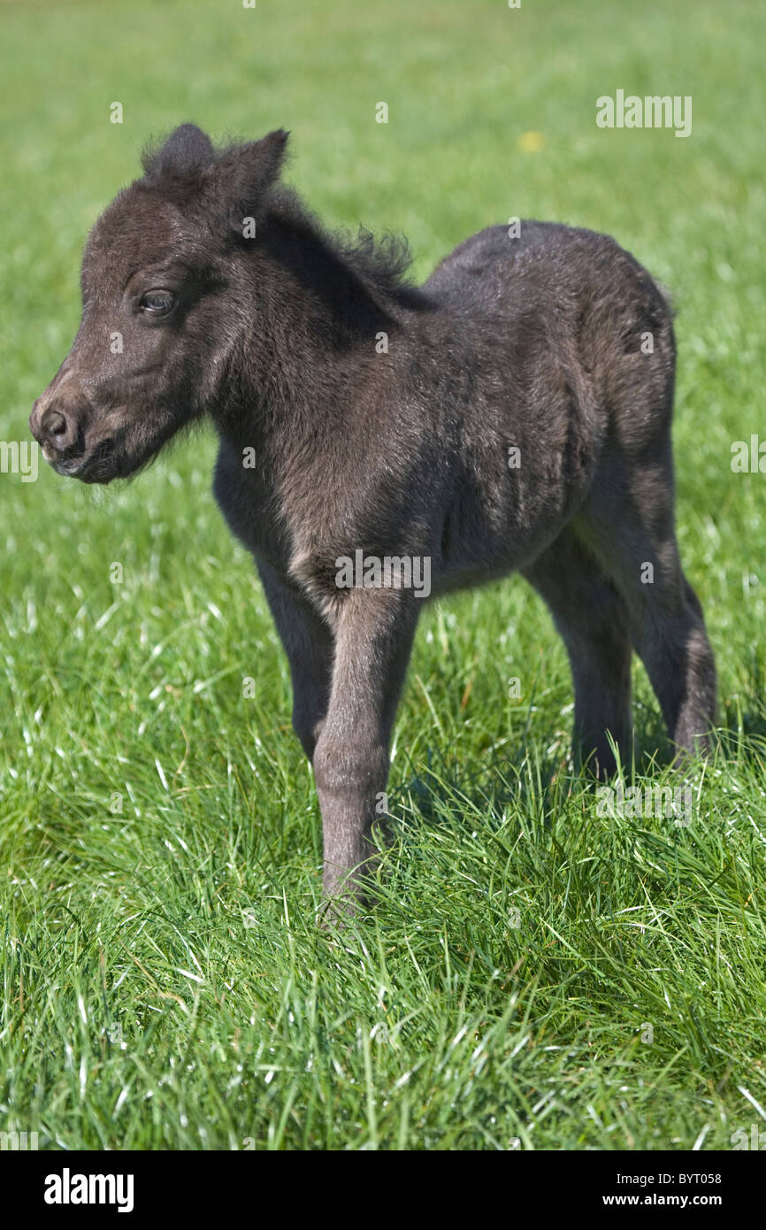 Shetland Pony foal Stock Photo