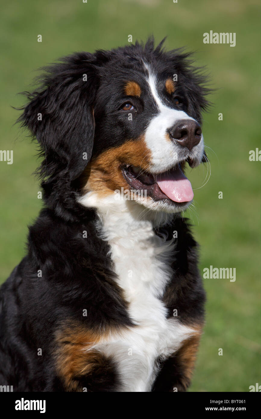 Bernese Mountain Dog puppy Stock Photo