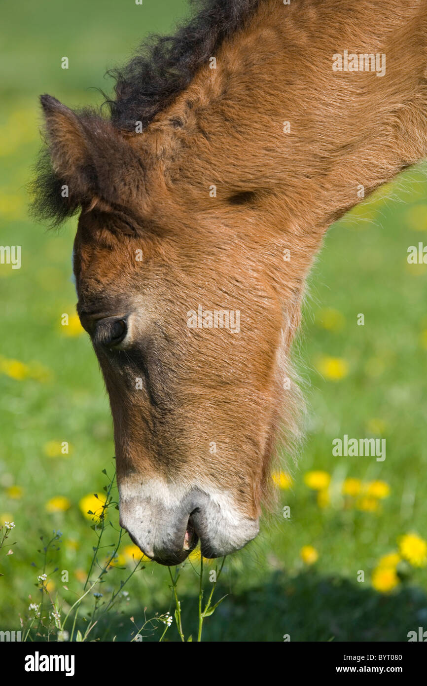 Welsh Cob foal Stock Photo
